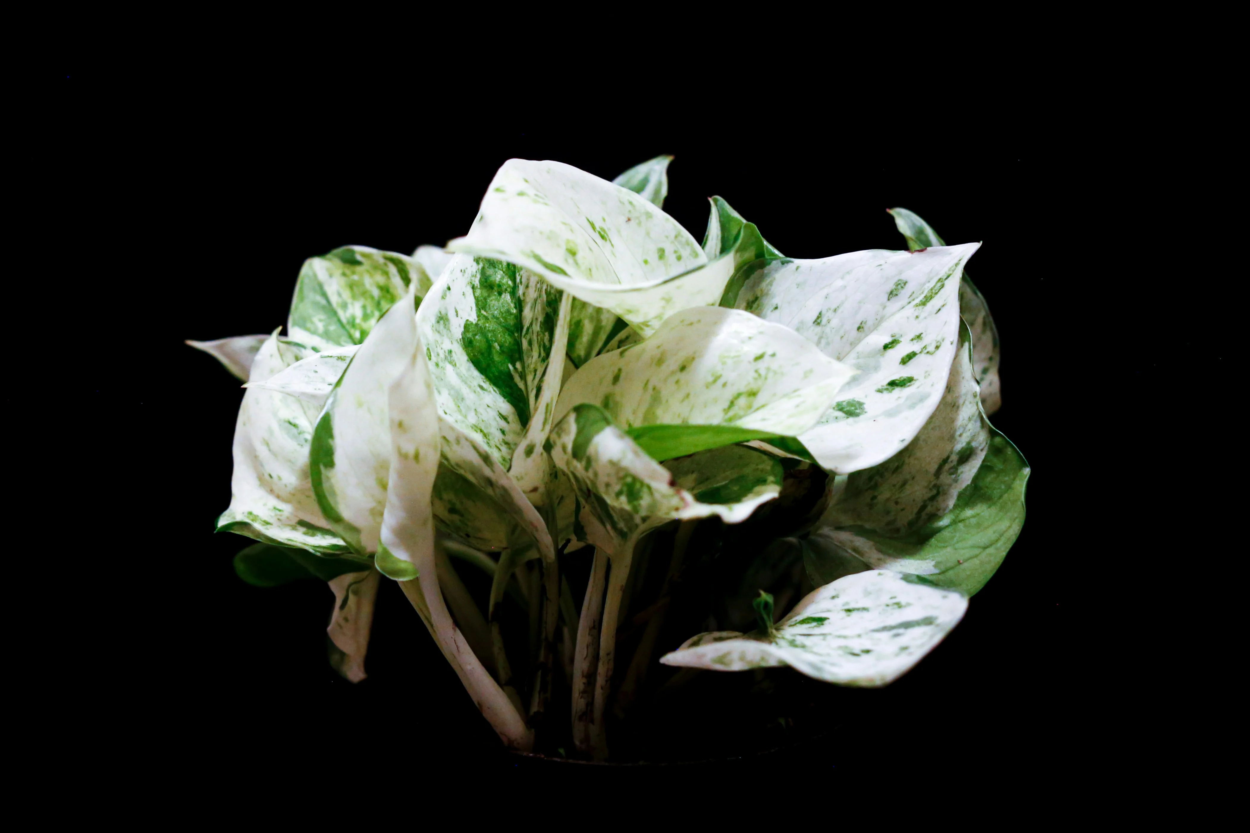Close up of the heavy white variegation on Epipremnum aureum Marble Queen