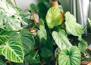 White cottony mealybug clusters on the stem joints of an indoor houseplant