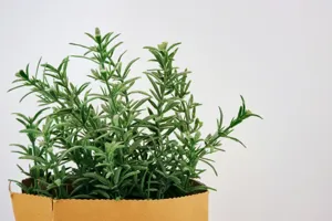 A terracotta pot with a wilting rosemary plant next to a healthy one, on a sunny kitchen windowsill with a moisture meter reading dry