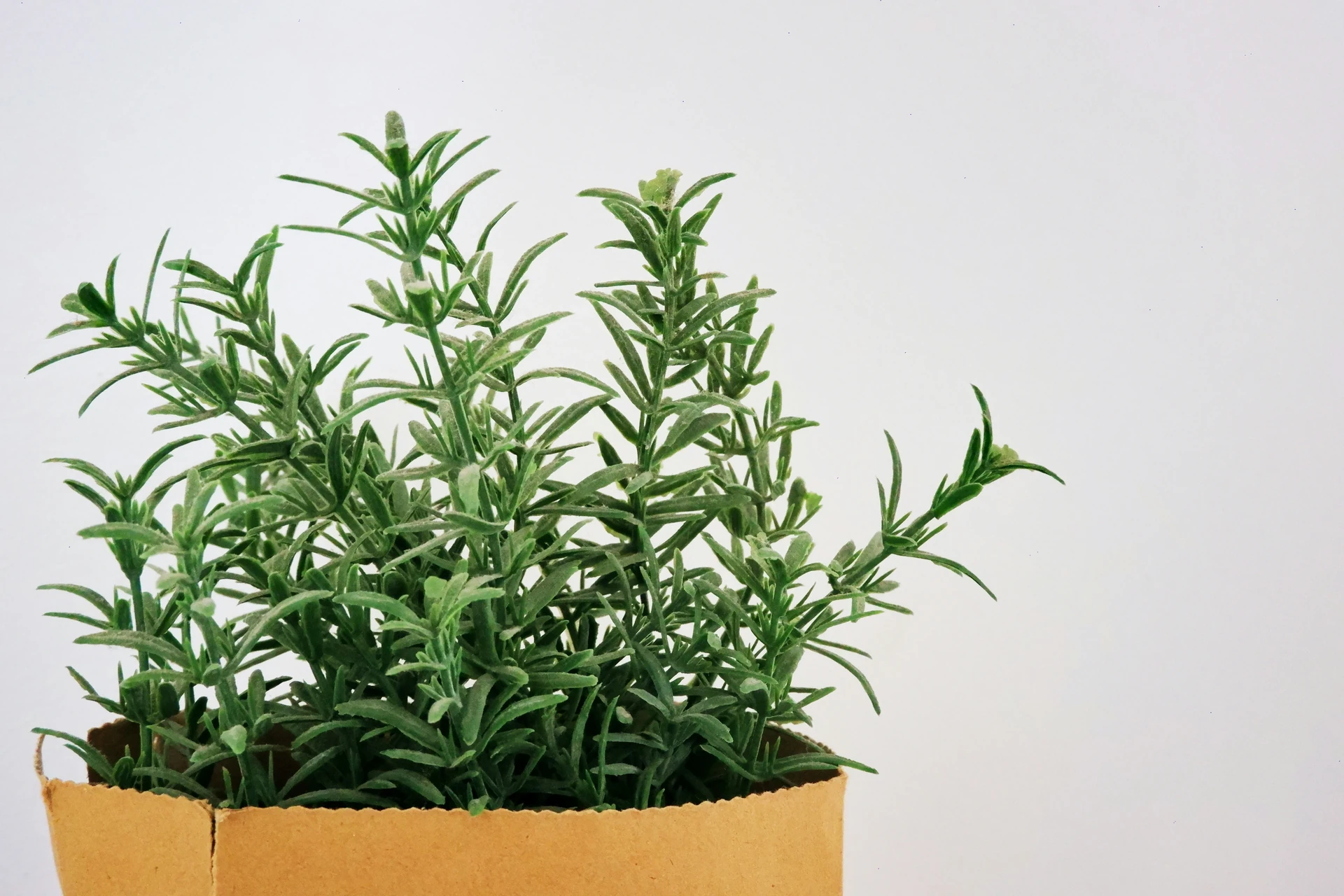 A terracotta pot with a wilting rosemary plant next to a healthy one, on a sunny kitchen windowsill with a moisture meter reading dry