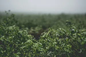 Misting - Plant Care Guide