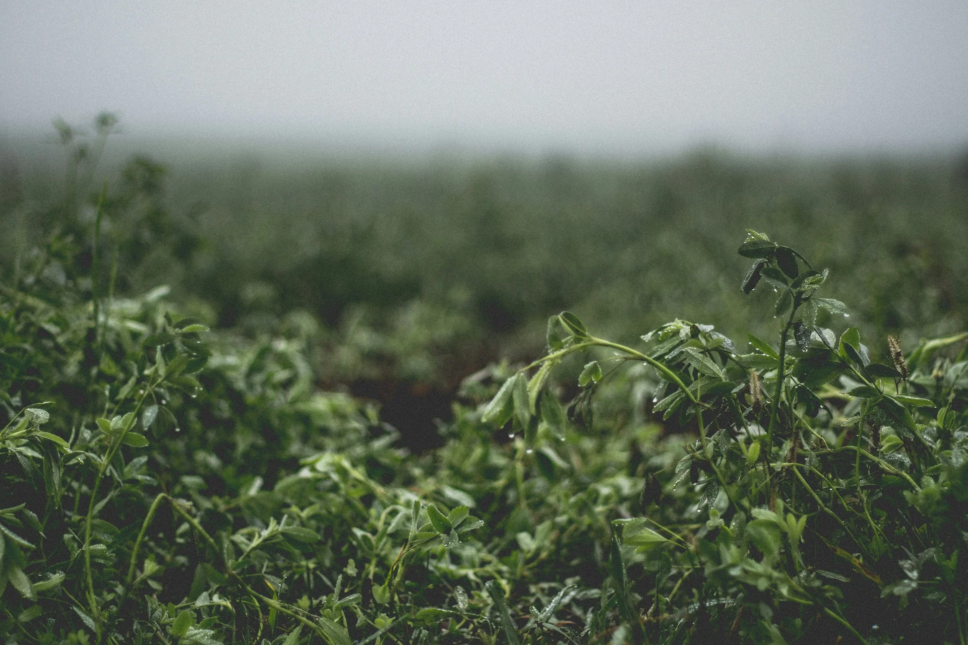Misting - Plant Care Guide