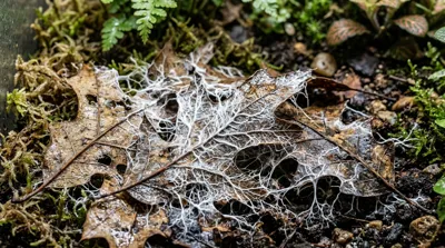 Fungal growth developing on leaf litter and wood in a humid bioactive terrarium