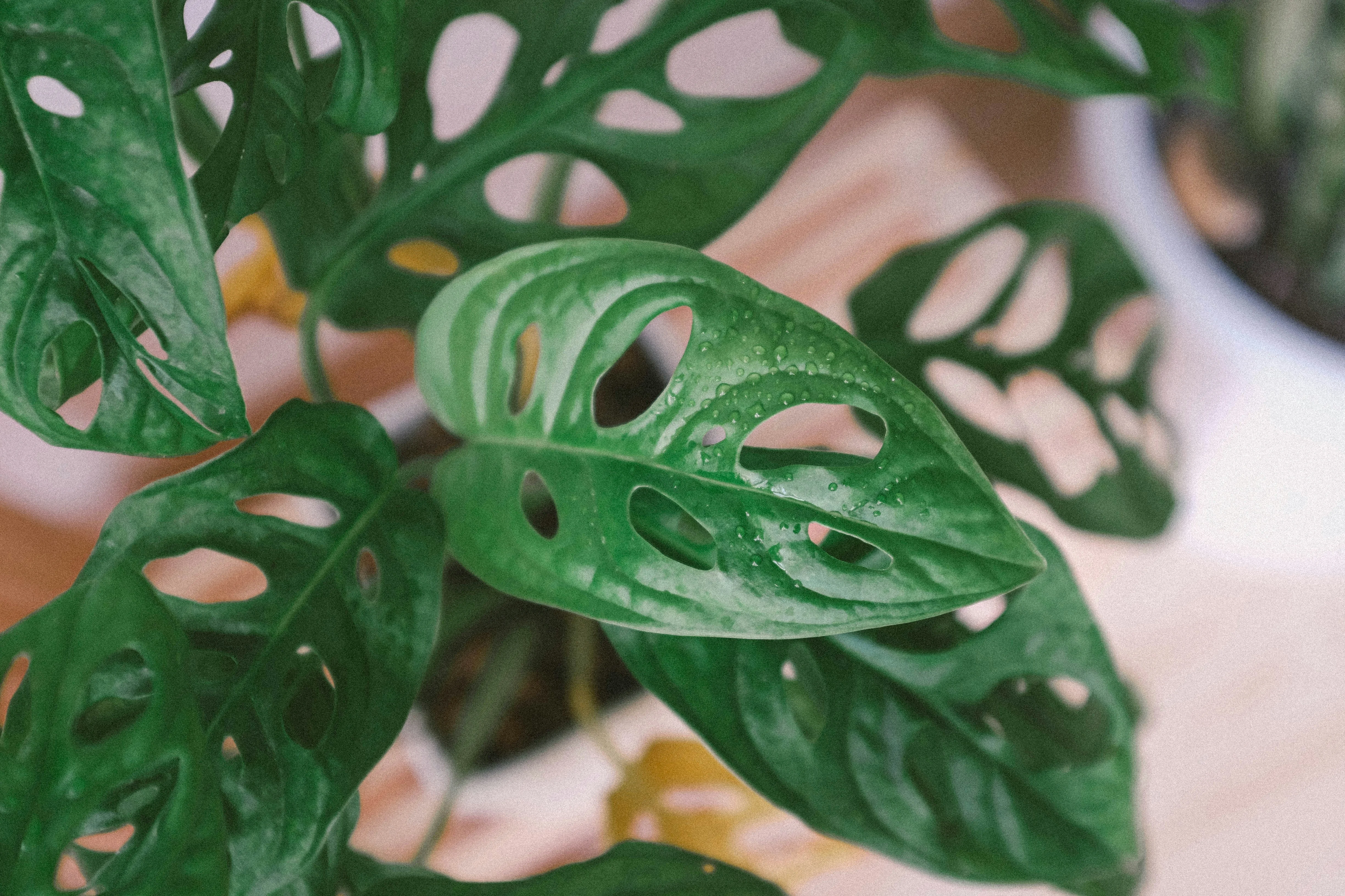 Close up of the iconic fenestrated (holey) leaves of the Swiss Cheese Vine