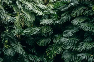 Swiss Cheese Plant