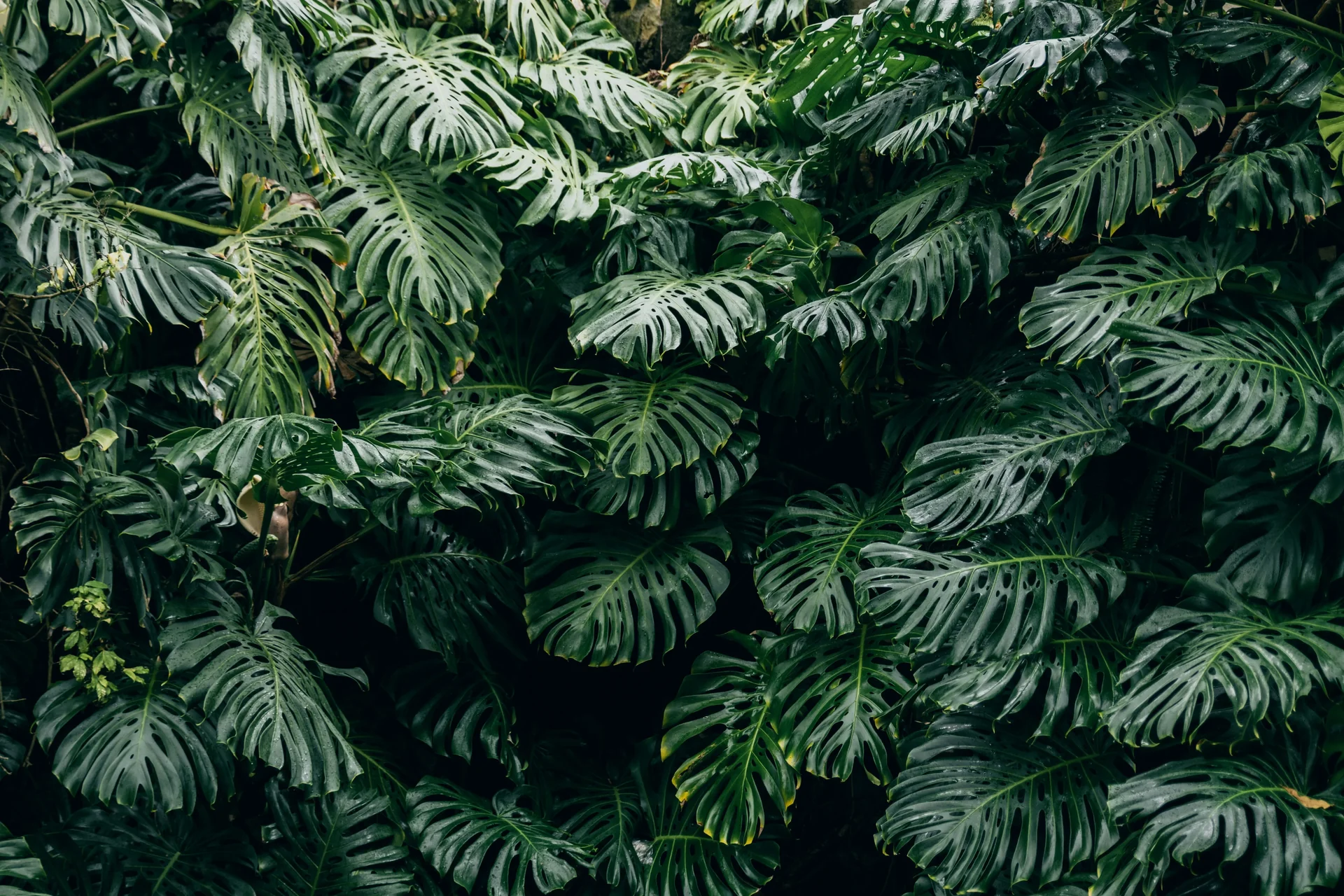 Monstera Deliciosa Care & Diagnosis | PlantSolve Intelligence
