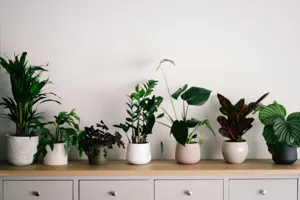 Large tropical plant collection wrapped and boxed for a house move, including a monstera and fiddle leaf fig