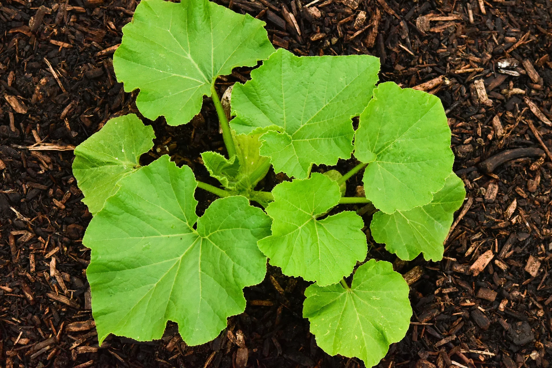 Uniform organic mulch layer applied over garden bed