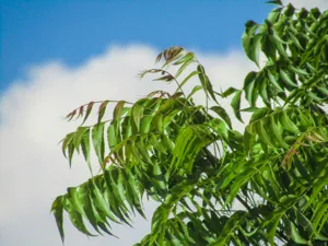 Calculadora de Óleo de Neem: Proporção de Diluição Correta para Plantas