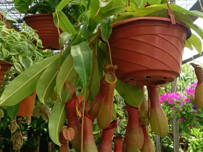 Nepenthes ventrata hanging basket with red-rimmed pitchers dangling from the leaf tendrils