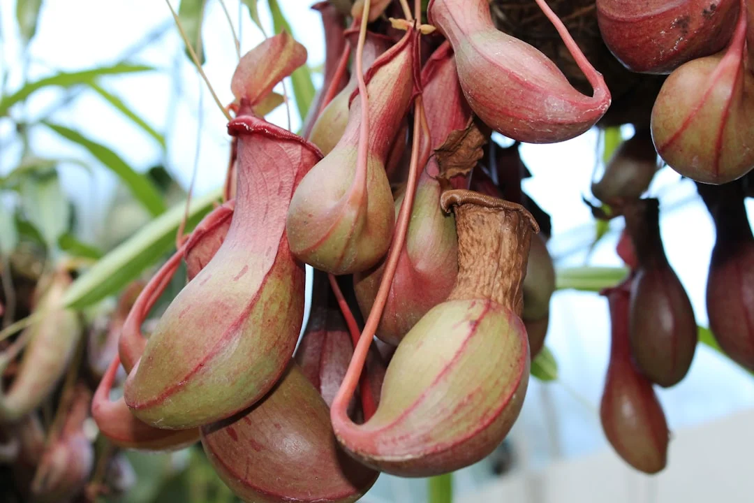 Close up of the slippery rim and digestive fluid inside a Nepenthes trap