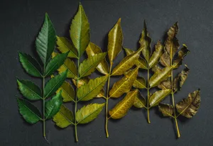 Nitrogen Deficiency in Houseplants: Symptoms, Diagnosis & the 5-Day Fix featured article
