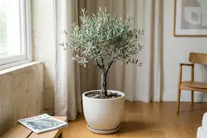 Elegant indoor Olive Tree with silvery-green leaves