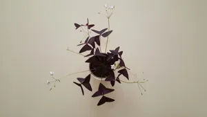 Close up of Oxalis triangularis leaves folded open in the daylight