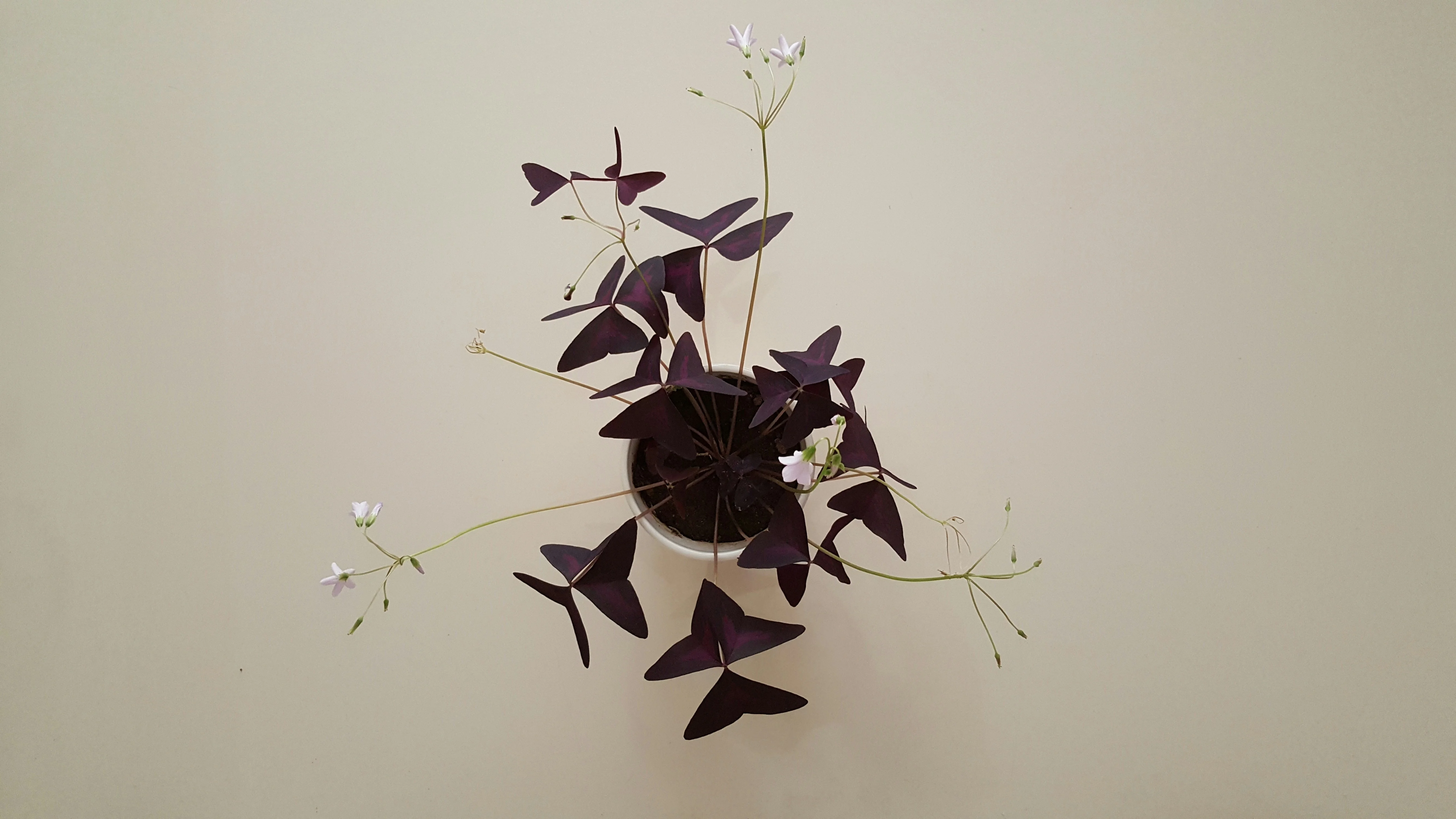 Close up of Oxalis triangularis leaves folded open in the daylight