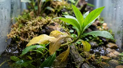 Paludarium Plants Melting: Causes, Diagnosis & Recovery topic thumbnail
