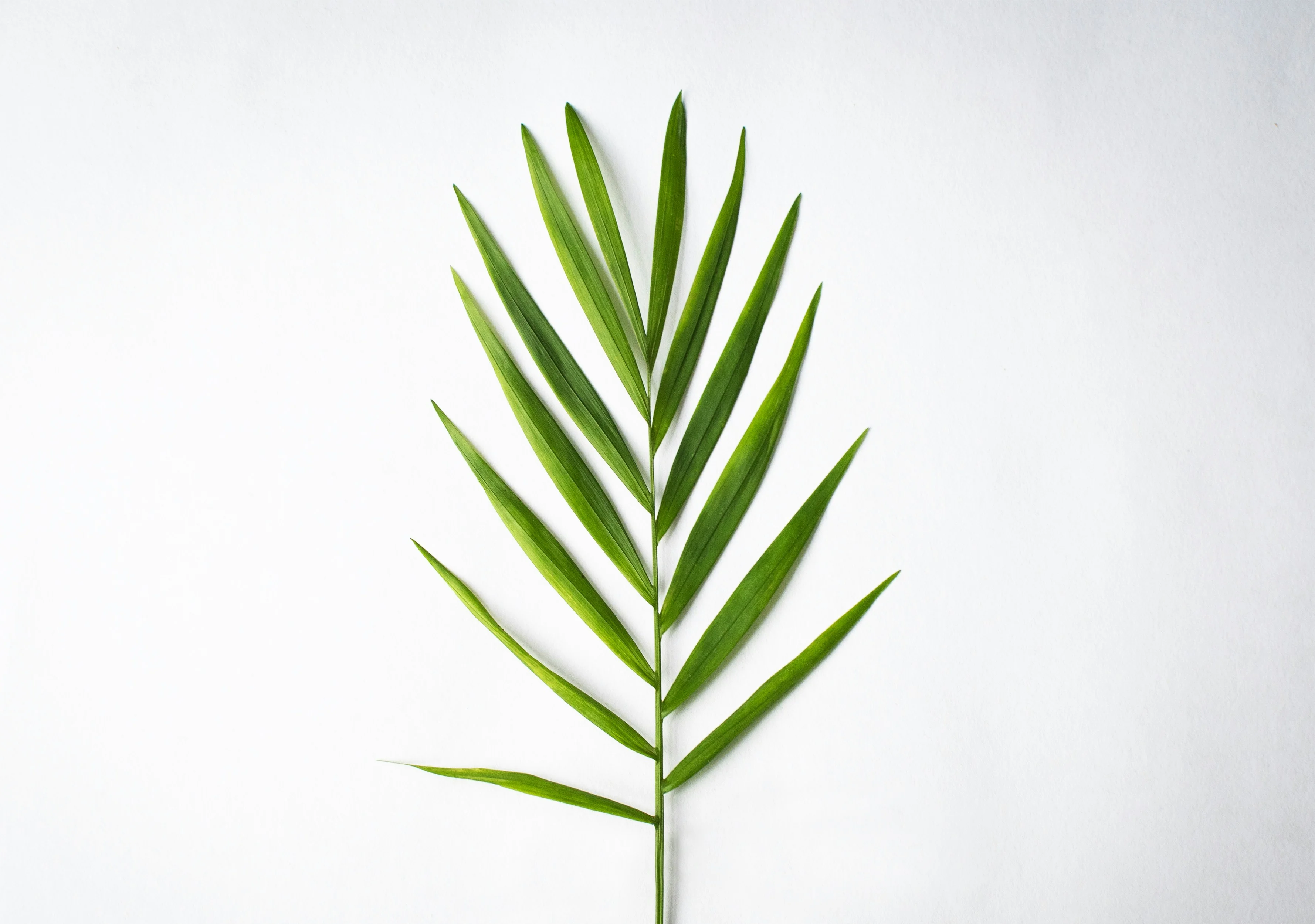 Close up of the feathery, arching green fronds of a Chamaedorea elegans