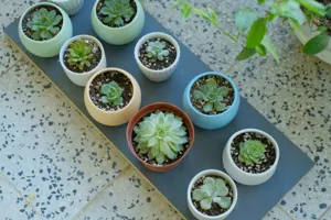 Pebble Tray - Plant Care Guide