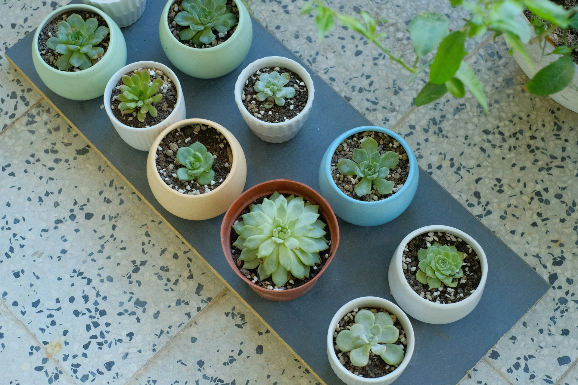 Pebble Tray - Plant Care Guide