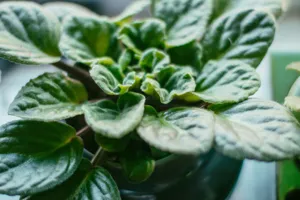 Close up of the corrugated burgundy foliage of Peperomia caperata Rosso
