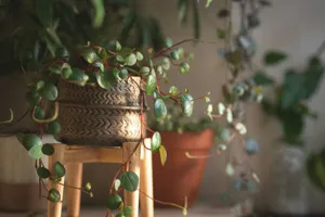 Watermelon peperomia in a terracotta pot on a wooden shelf — rounded silver-striped green leaves fanning outward against a softly lit white wall