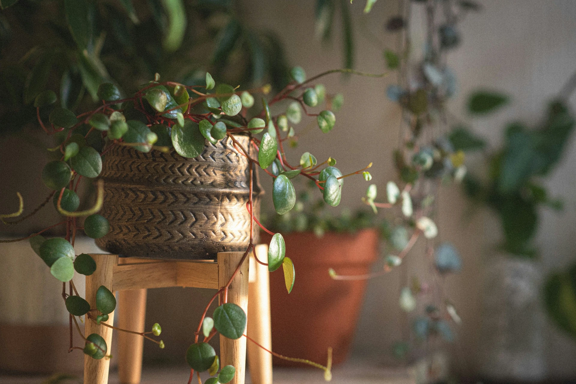 Watermelon peperomia in a terracotta pot on a wooden shelf — rounded silver-striped green leaves fanning outward against a softly lit white wall
