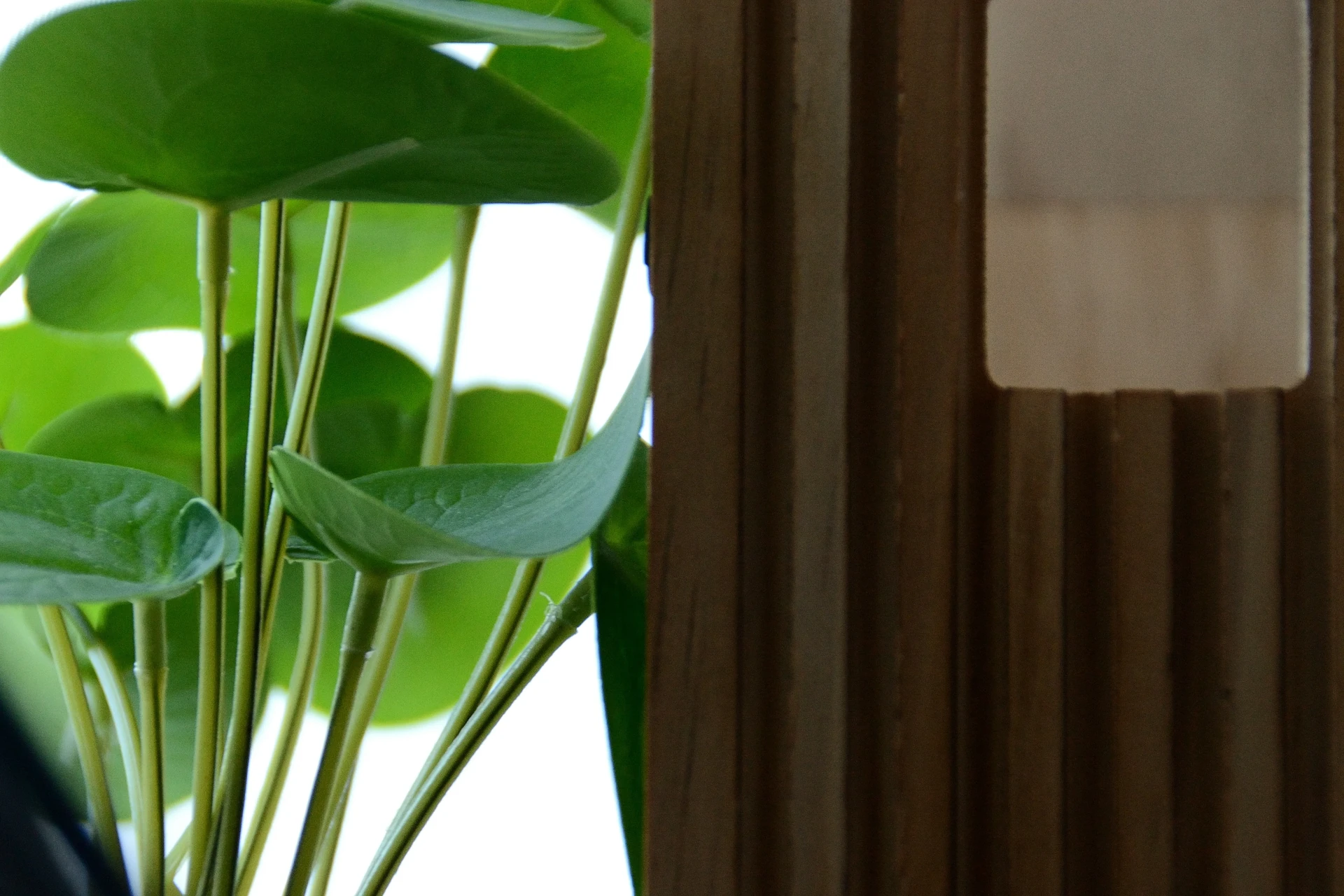 Close up of the round, waxy leaves of a Baby Rubber Plant