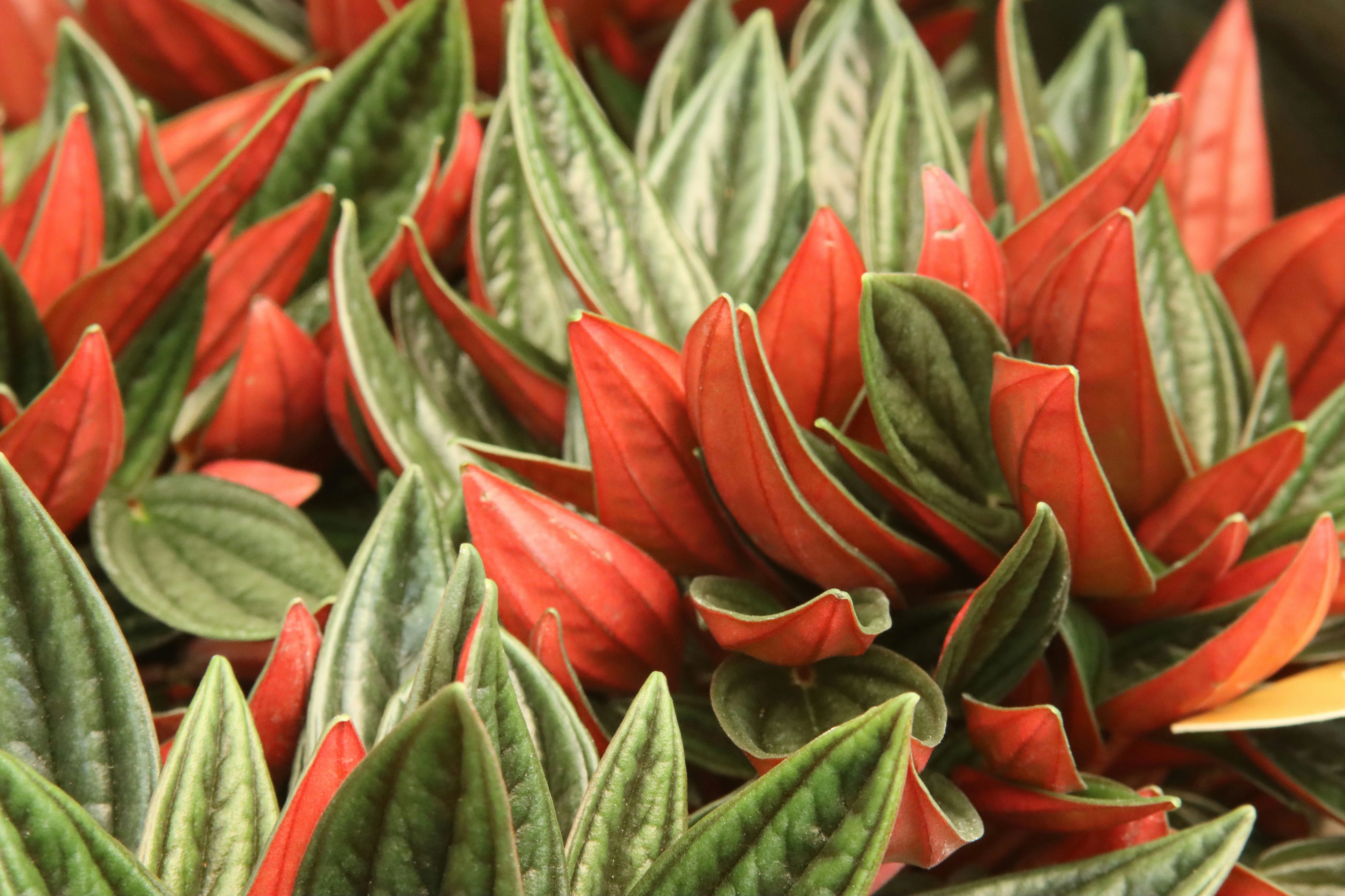 Close up of the striking silver and green watermelon pattern