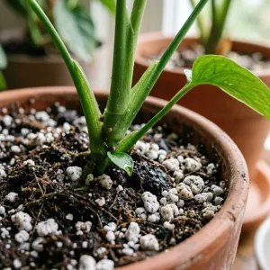 Perlite - Plant Care Guide