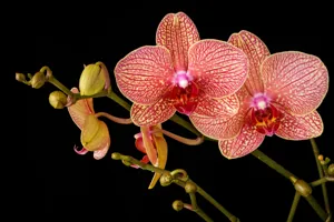 Moth Orchid