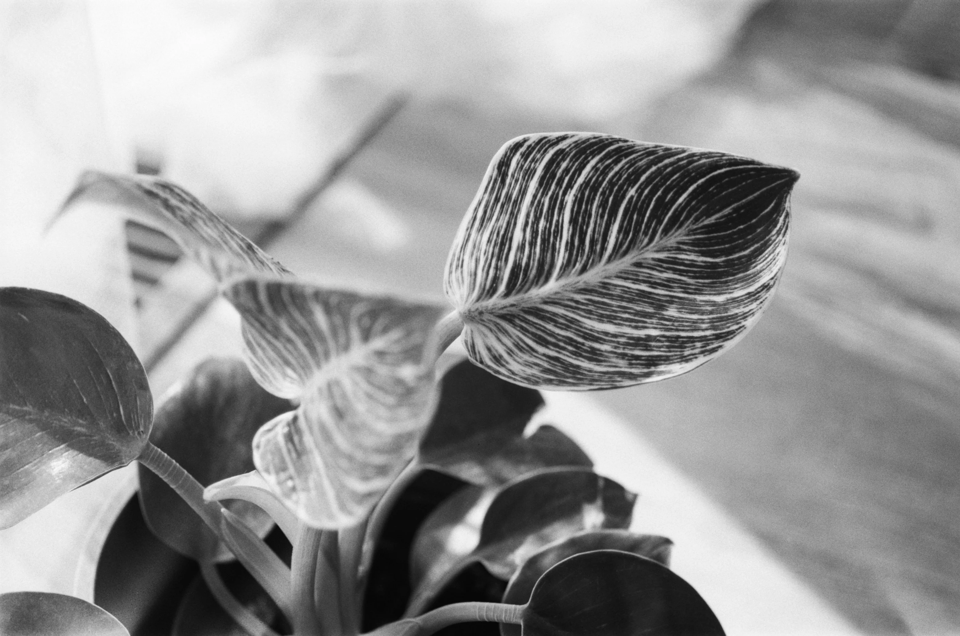 Close up of the striking white variegation on the Philodendron Birkin