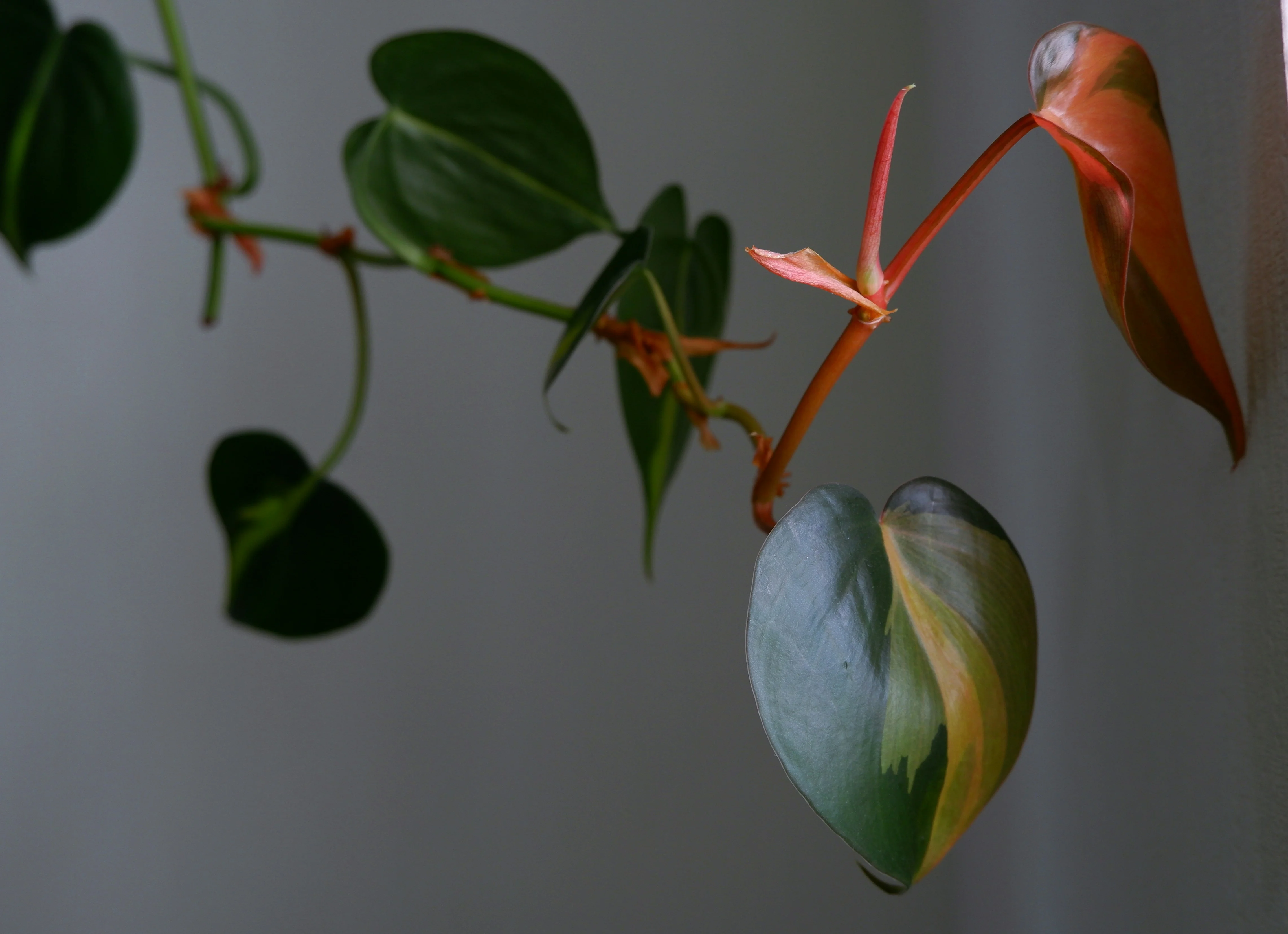 Close up of the painted yellow variegation on Philodendron Brasil