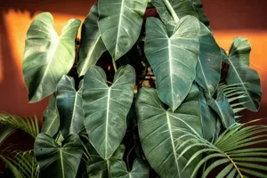 Philodendron Pink Princess with deep green and pink variegated leaves in terracotta pot indoors
