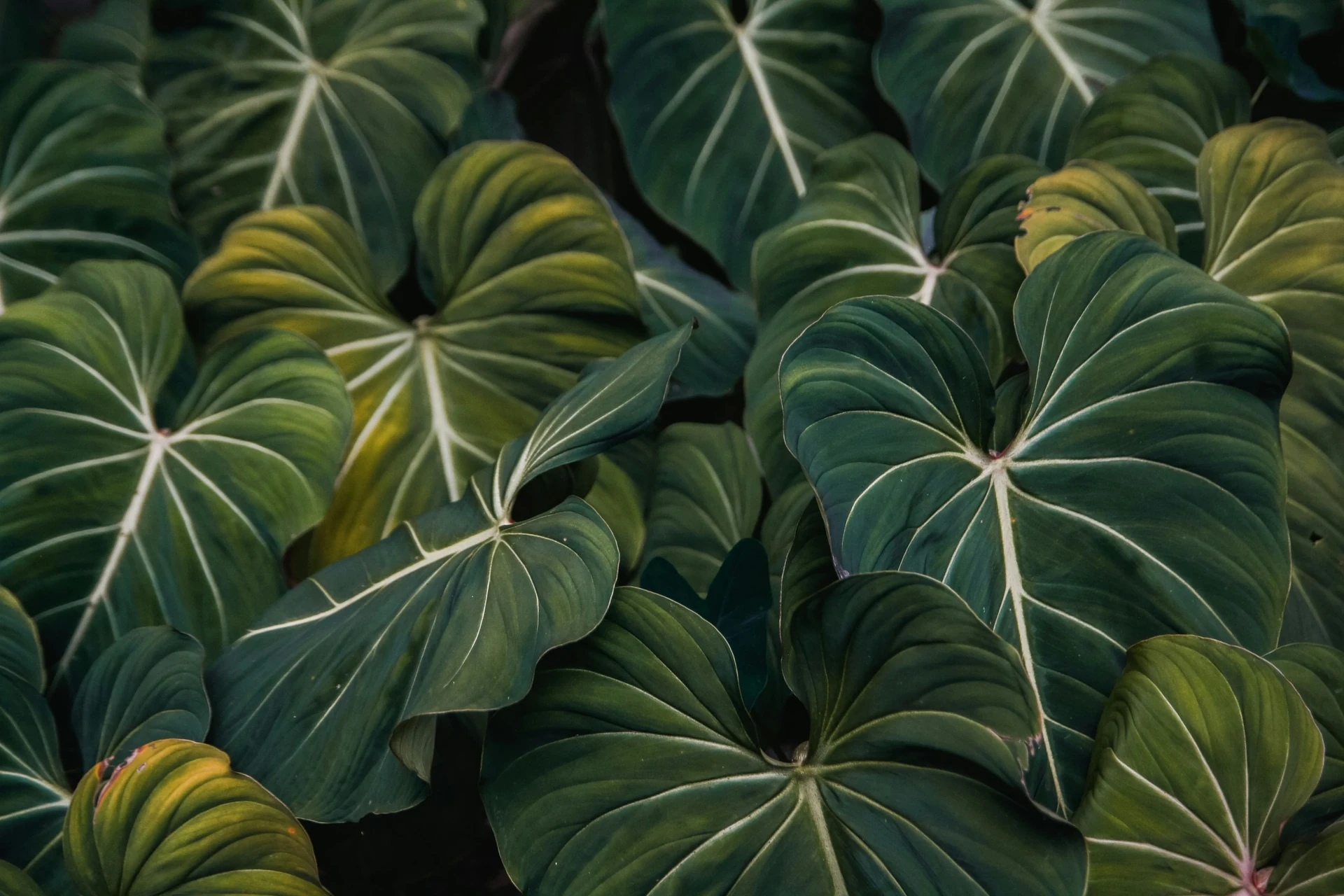 Close up of the striking white veins on the dark velvet leaf of a Gloriosum