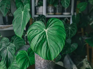 Close up of the iridescent, heart-shaped velvet foliage of the Micans