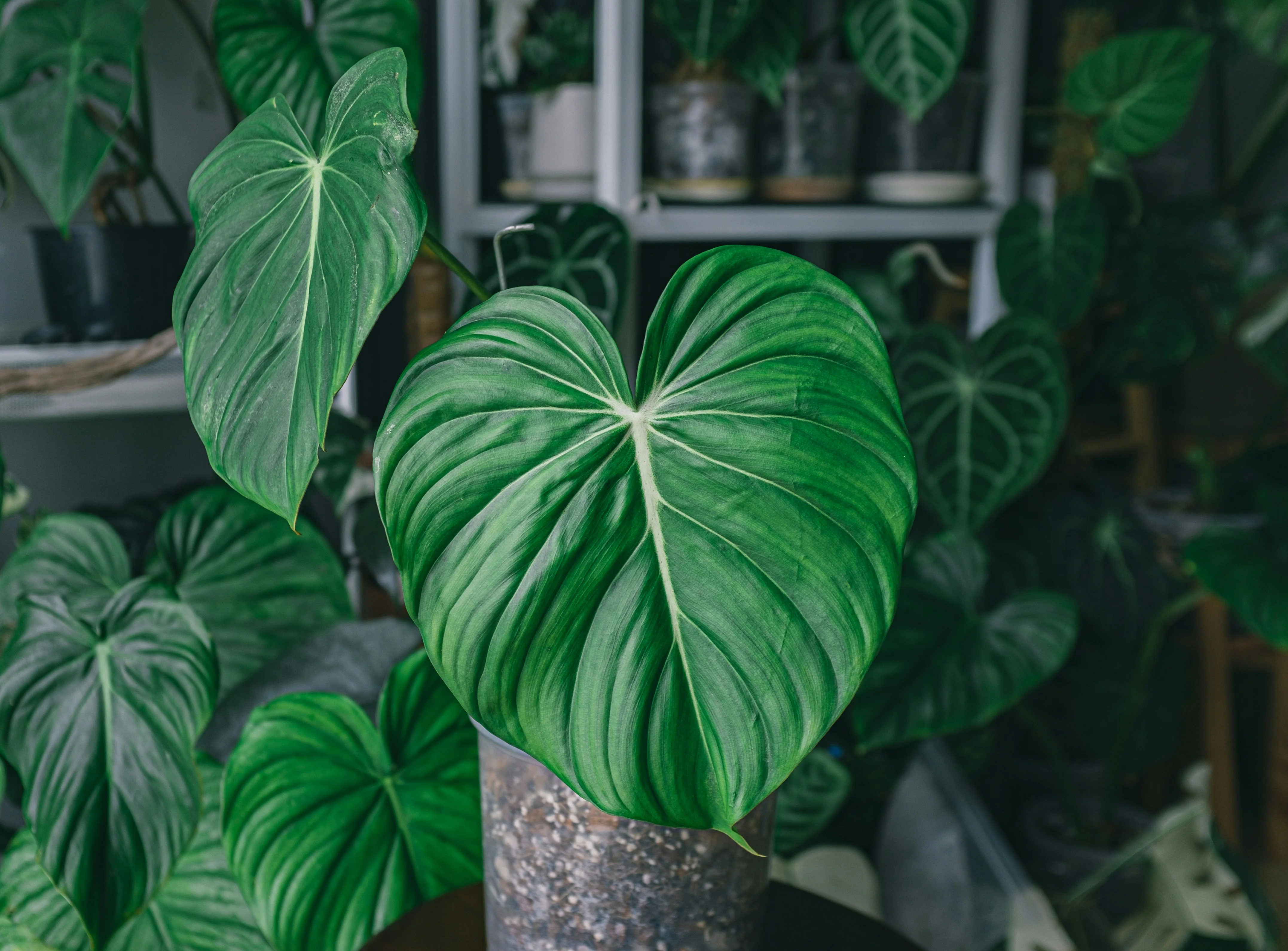 Close up of the iridescent, heart-shaped velvet foliage of the Micans