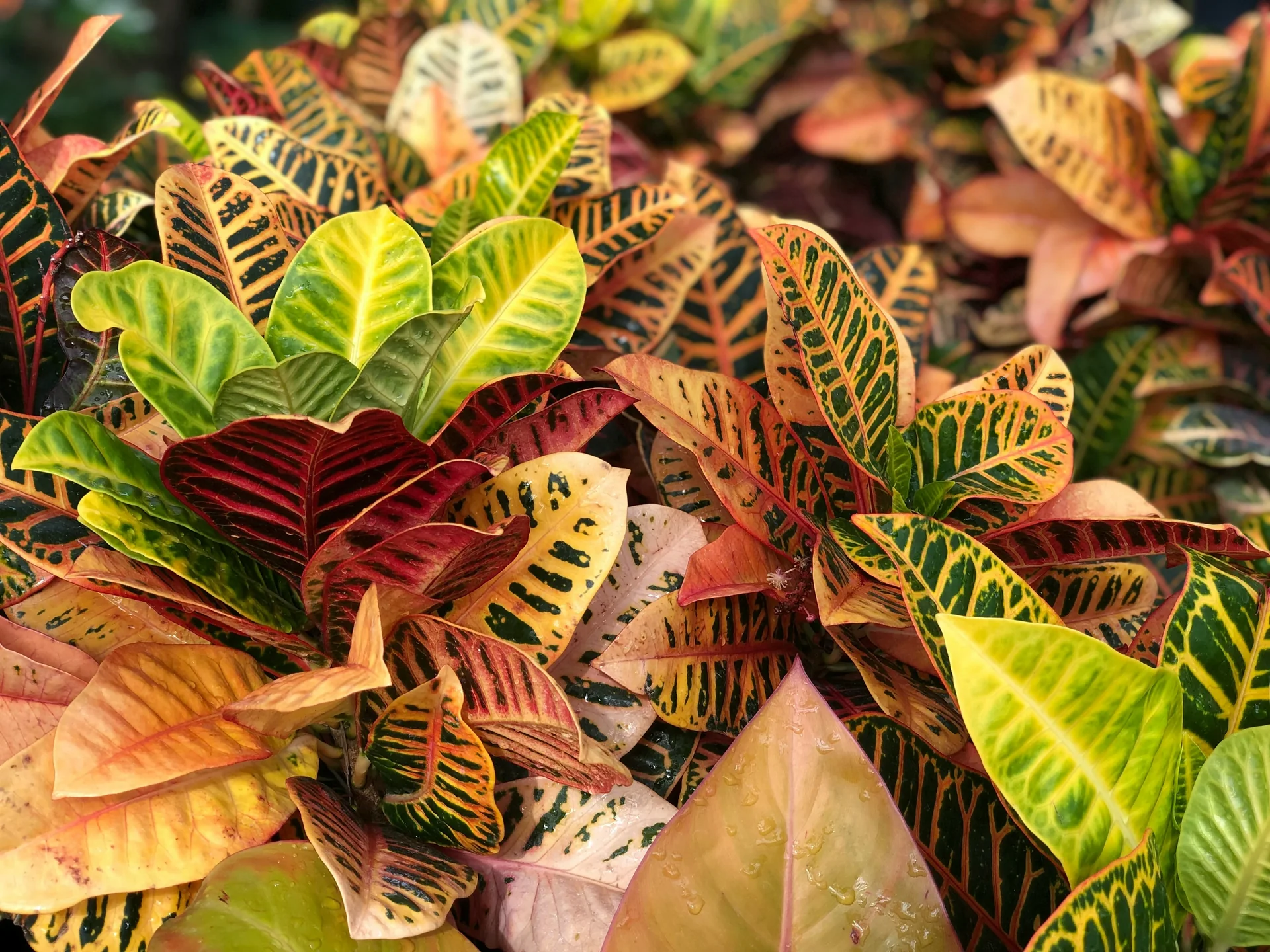 Close up of a new neon orange leaf unfurling