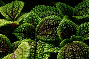 Close up of the moon-like craters on the Pilea involucrata