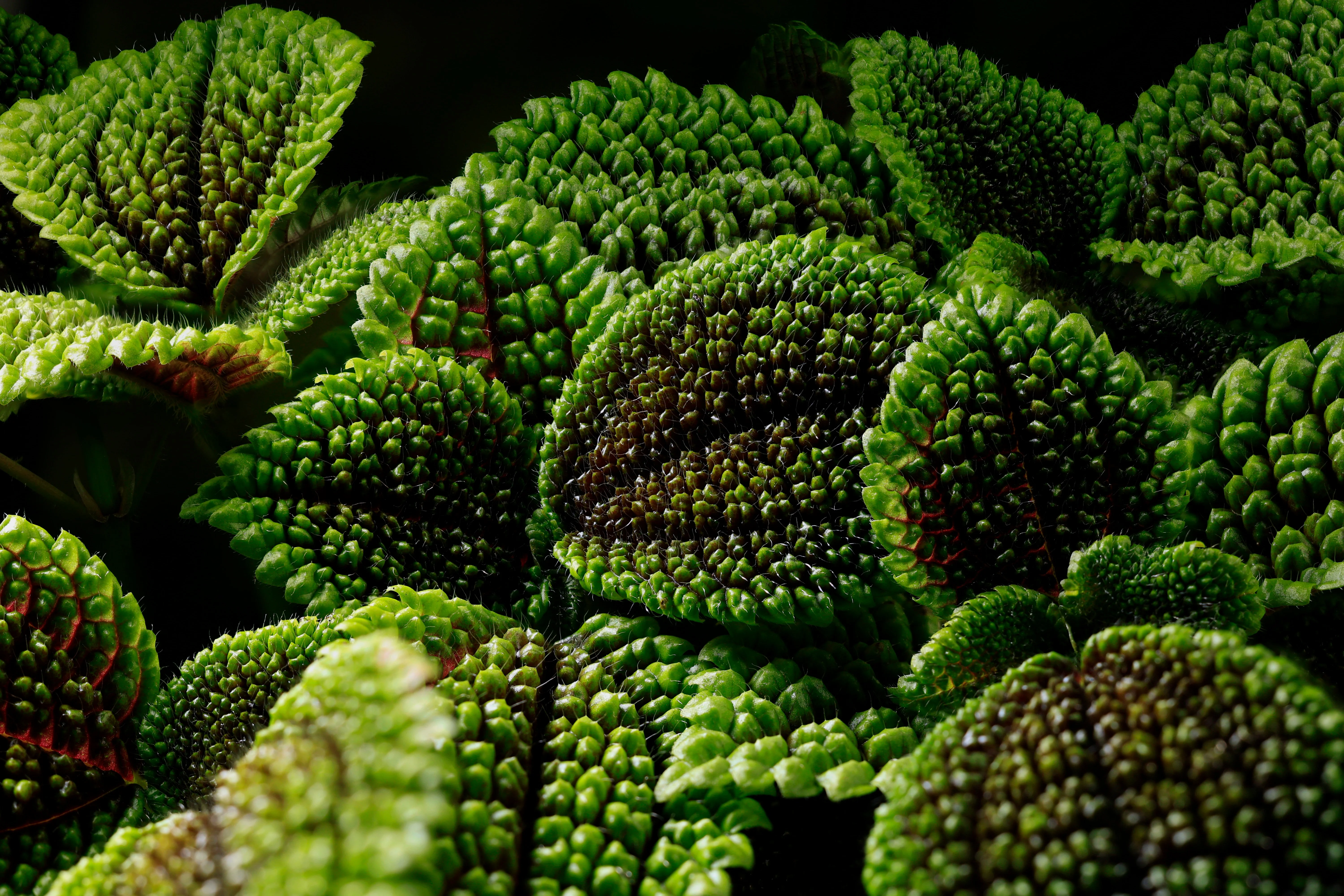 Close up of the moon-like craters on the Pilea involucrata