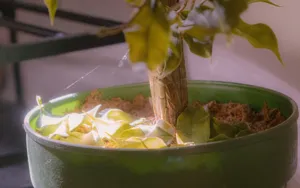 Plant First Aid: How to Save a Houseplant After a Fall or Snapped Stem featured article