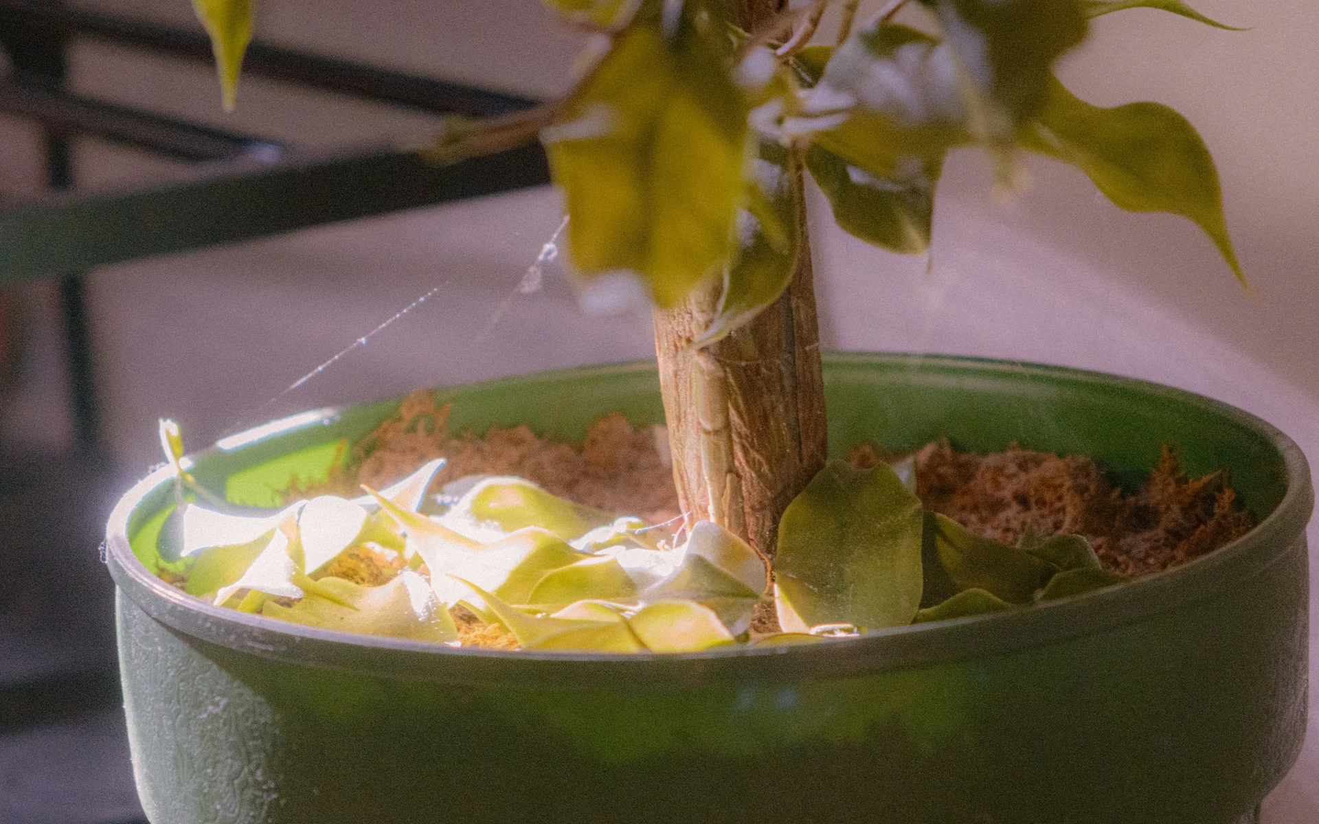A Monstera stem bent and cracked, supported by a wooden splint and soft green tape, with a trowel and pot in the background