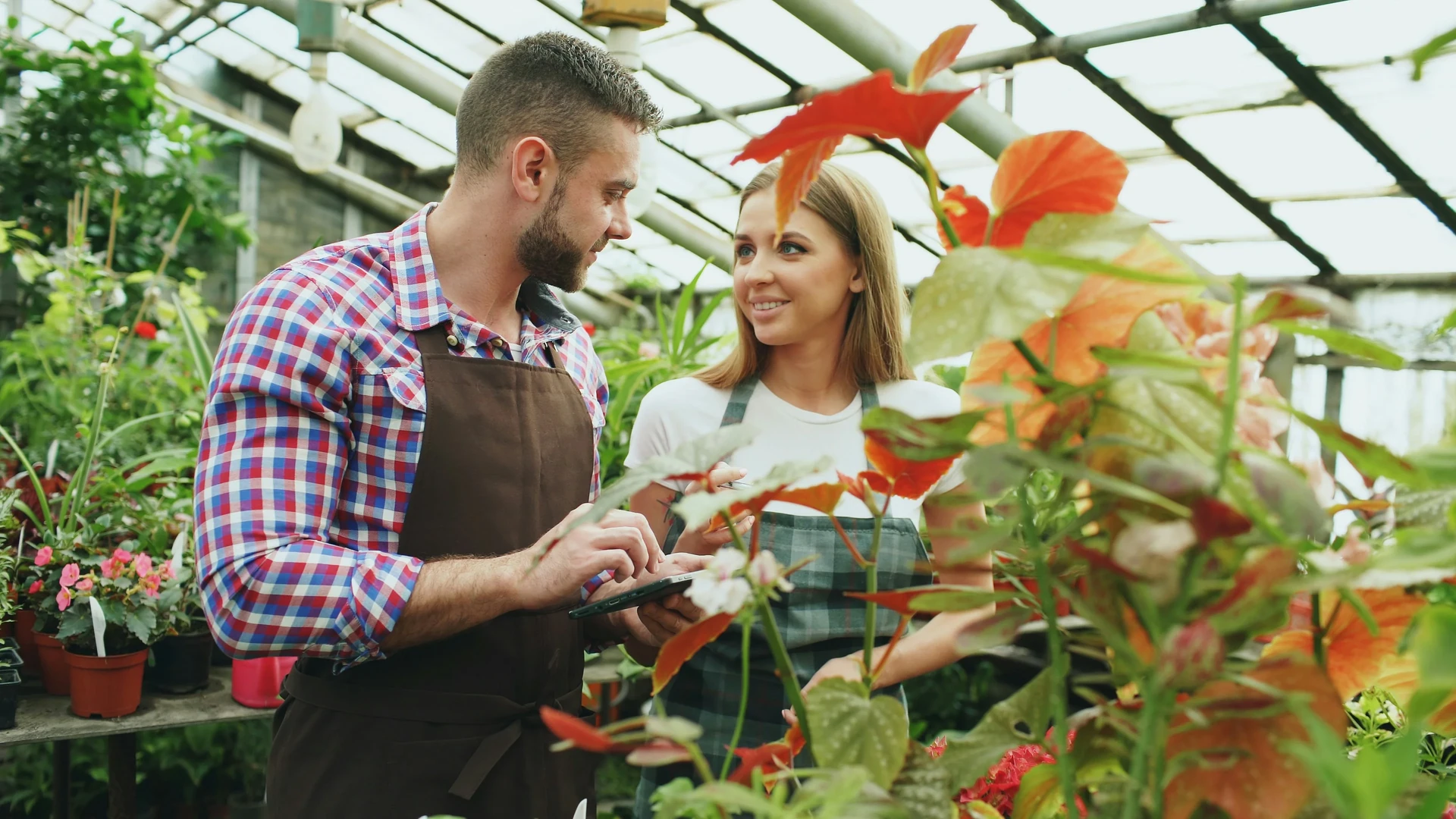 Professional horticulturist using a soil moisture meter to inspect a large tropical indoor plant collection