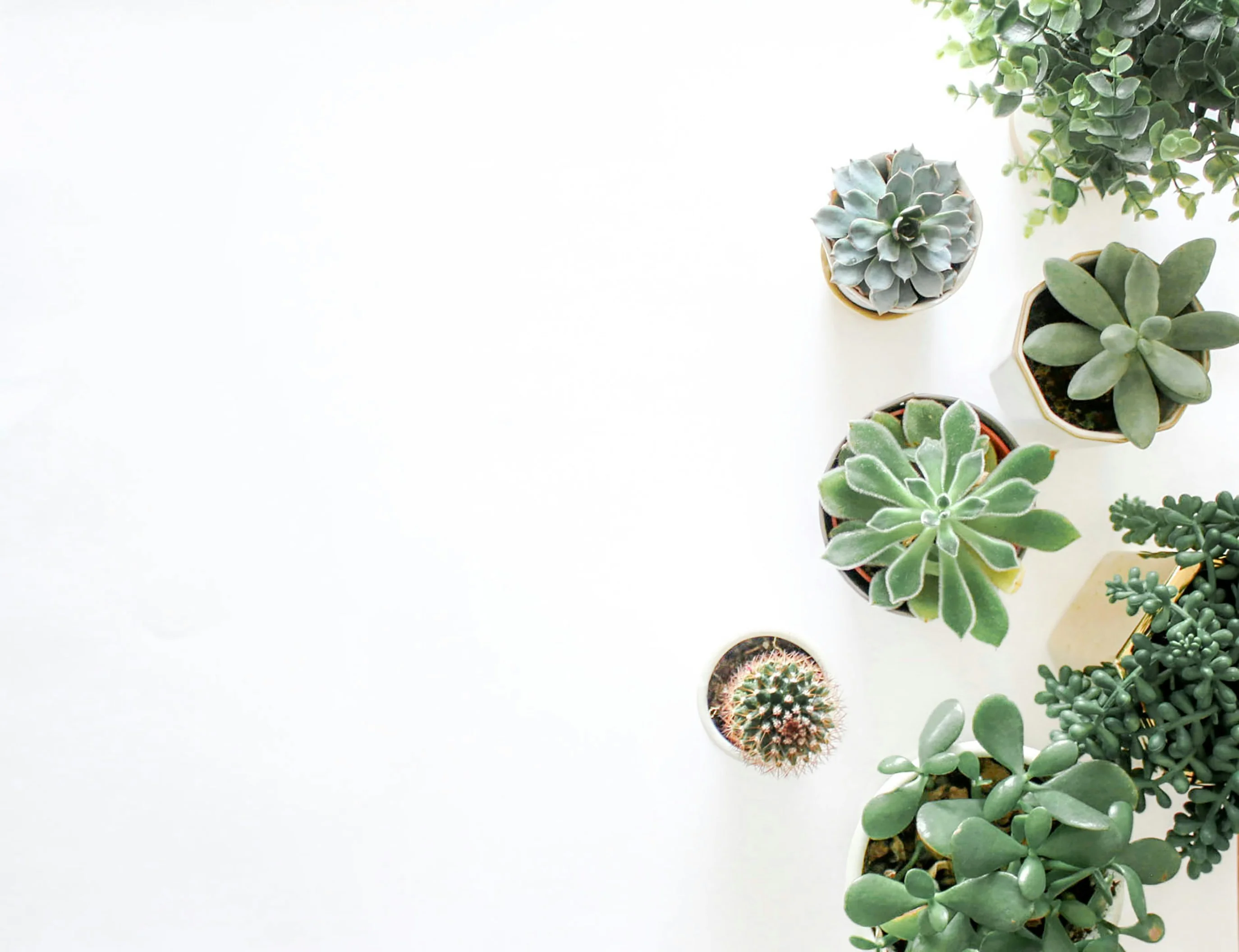 Monthly plant subscription box opened to reveal a small rare tropical plant, ceramic pot, and printed care card