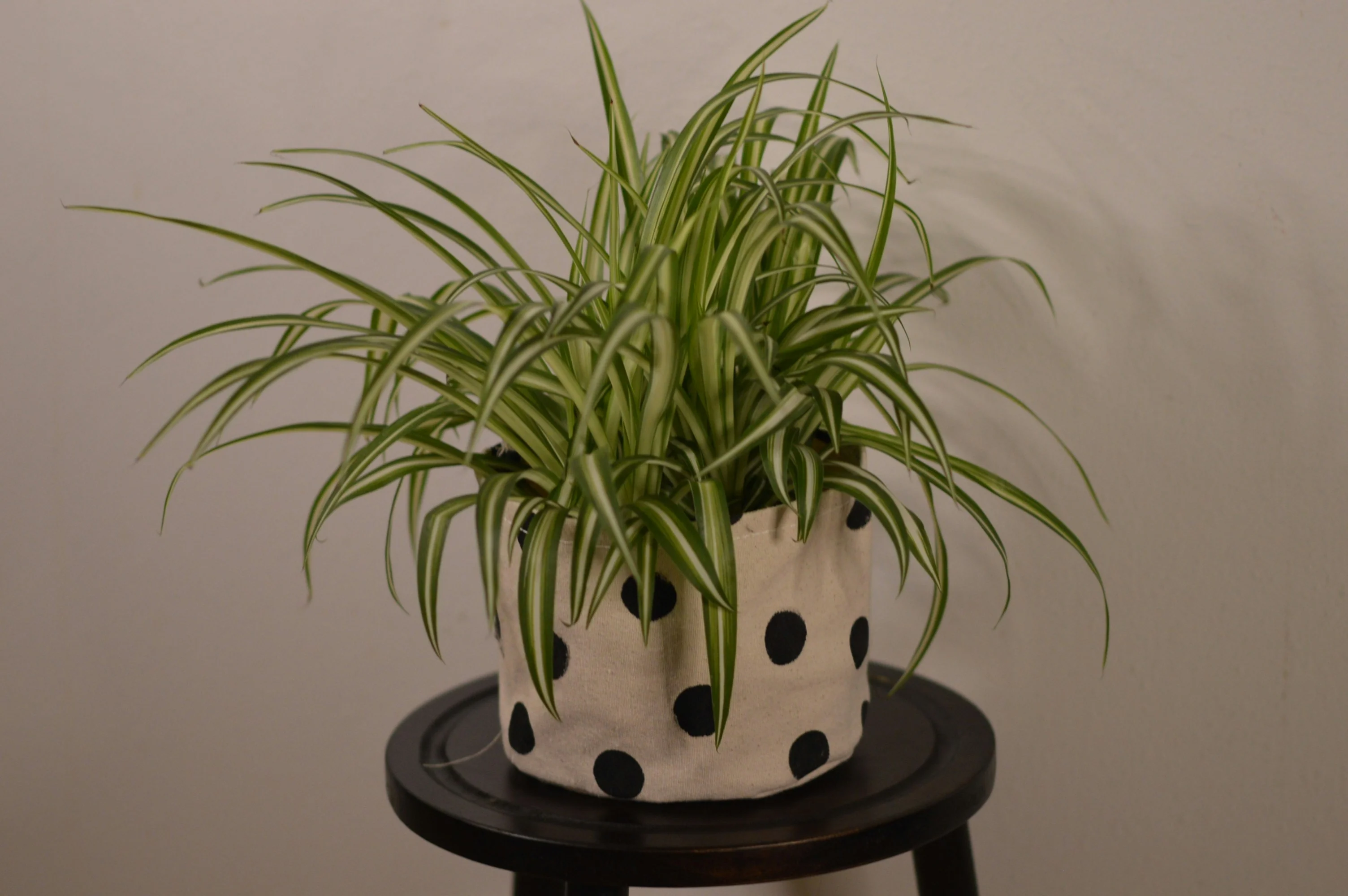 Close up of the spotted foliage of Hypoestes phyllostachya