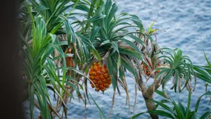 Close up of the bulbous trunk and ribbon-like foliage of Beaucarnea recurvata