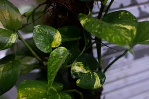 A Pothos in a hanging basket with several yellow leaves, bright window light, with a thermometer reading 34°C (93°F) on the wall