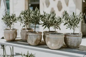 A potted olive tree with yellowing leaves on a sun-baked brick patio, a thermometer reading 42°C (108°F) on the pot surface