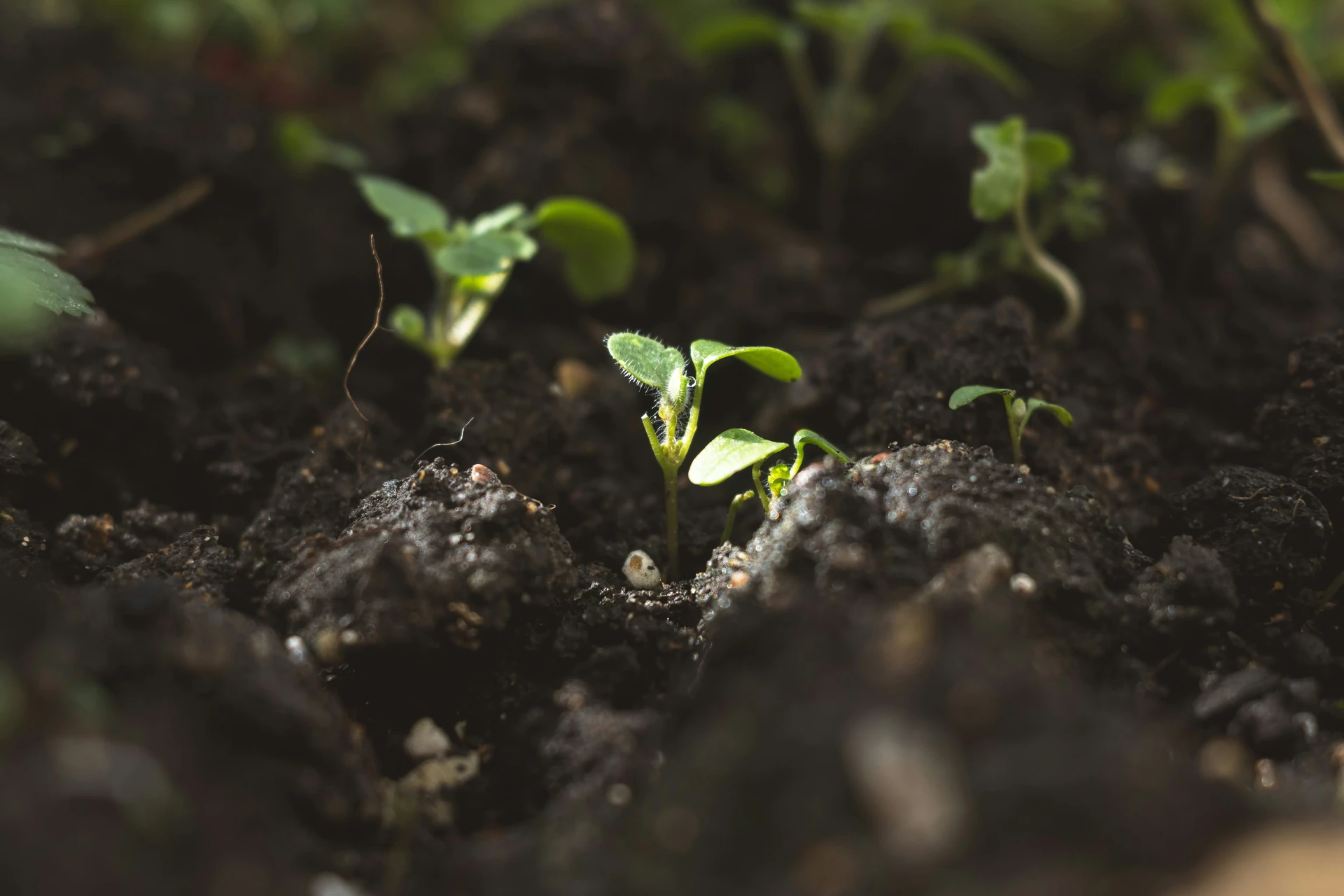 Potting Mix Calculator: Build the Perfect Soil Blend