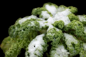 Powdery Mildew - Plant Care Guide