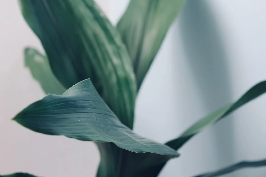 Close up of the glossy, almost black foliage of Zamioculcas zamiifolia 'Raven'